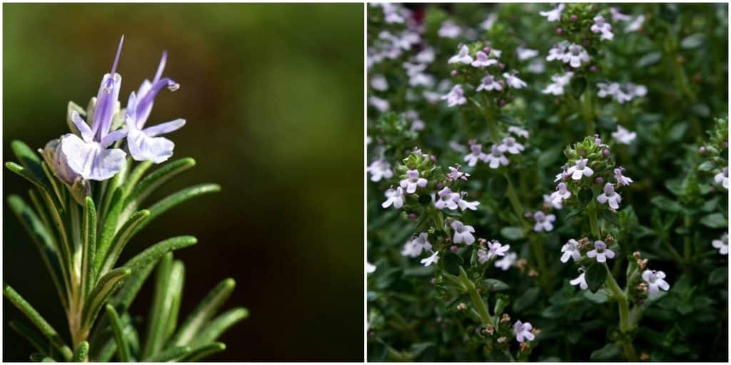 Rosemary Herb