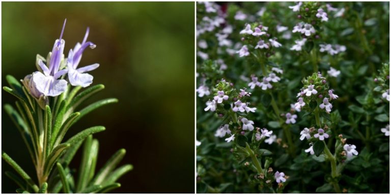 Rosemary and Thyme – Grow Cooking Staples