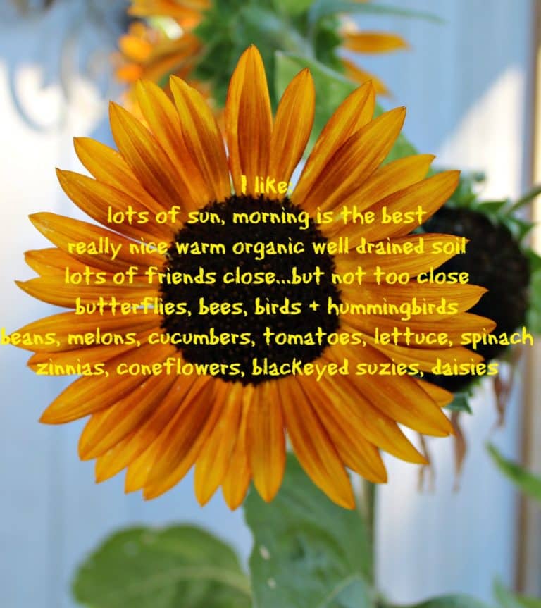 Easy No Fuss All Smiles SunFlowers!