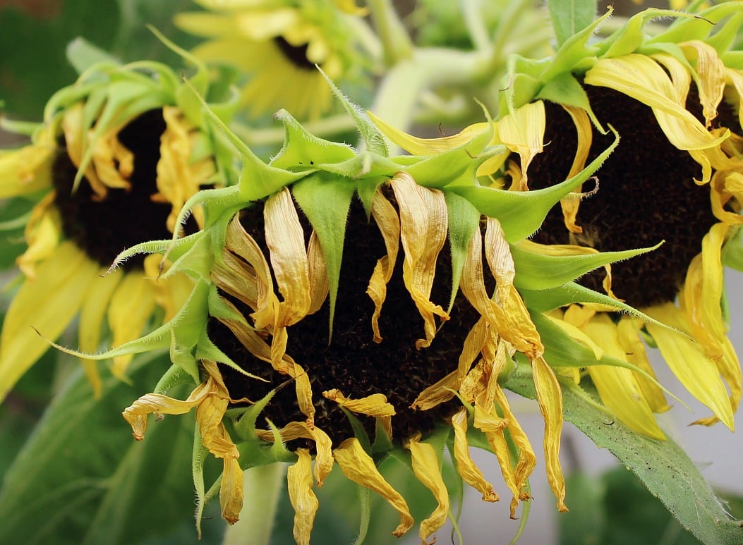 tired sunflowers waiting for the birds to munch on their seeds