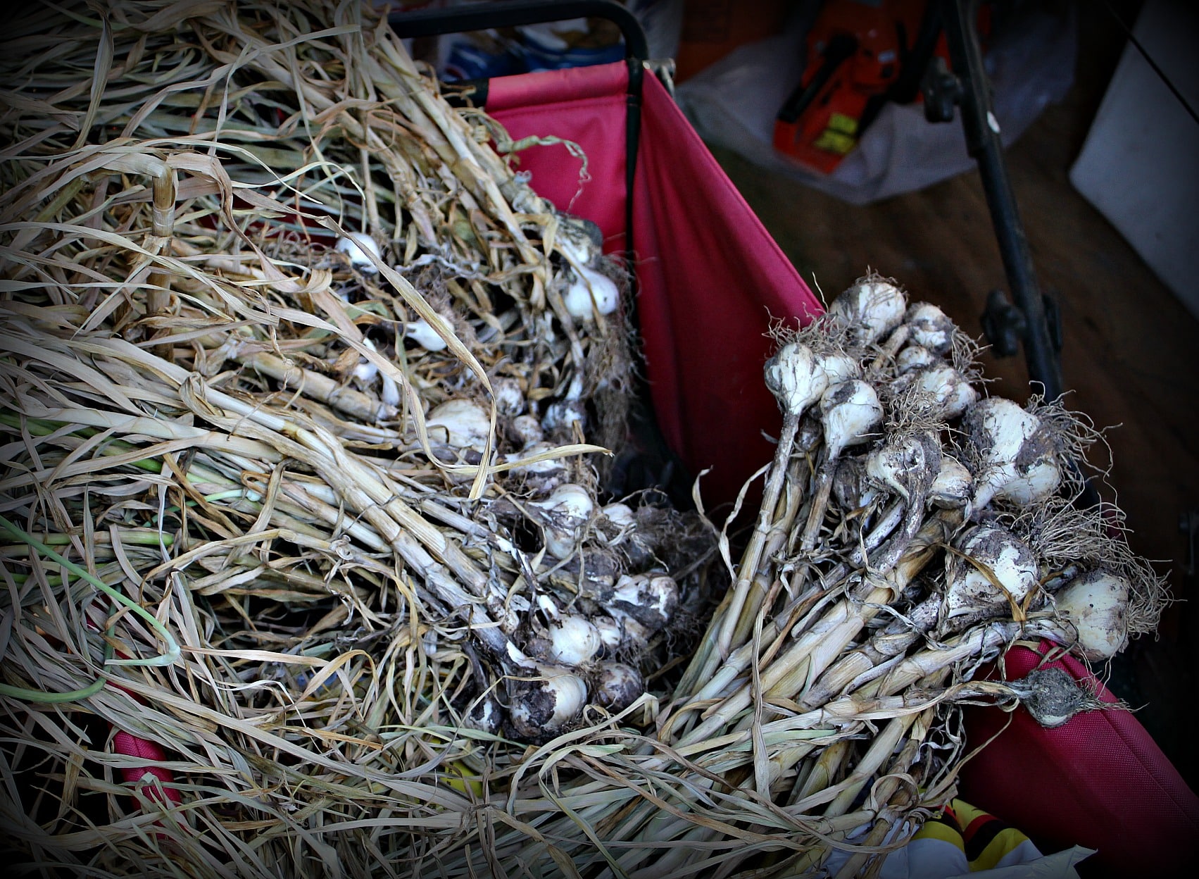 home grown garlic bunch in red wagon