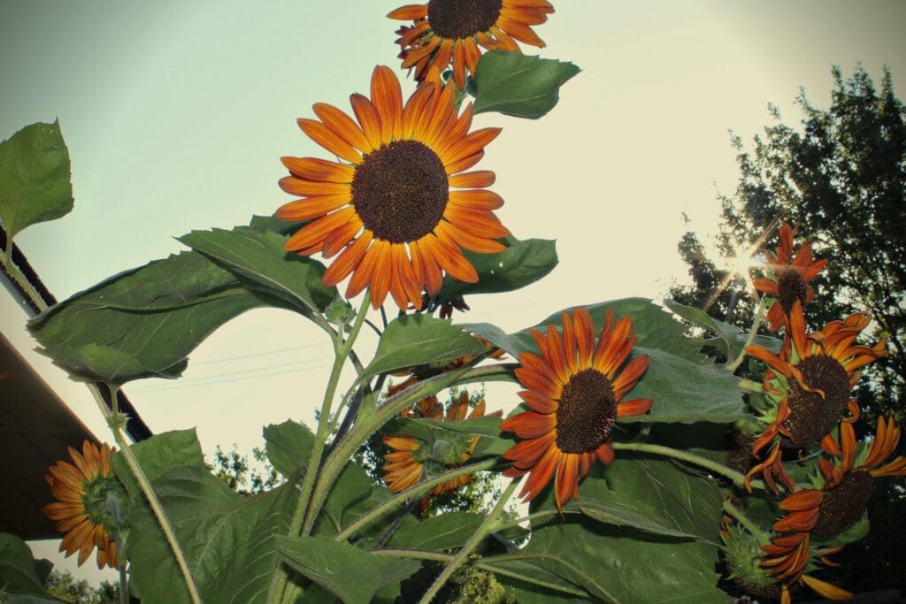 a close up of a bunch of sunflowers at dusk