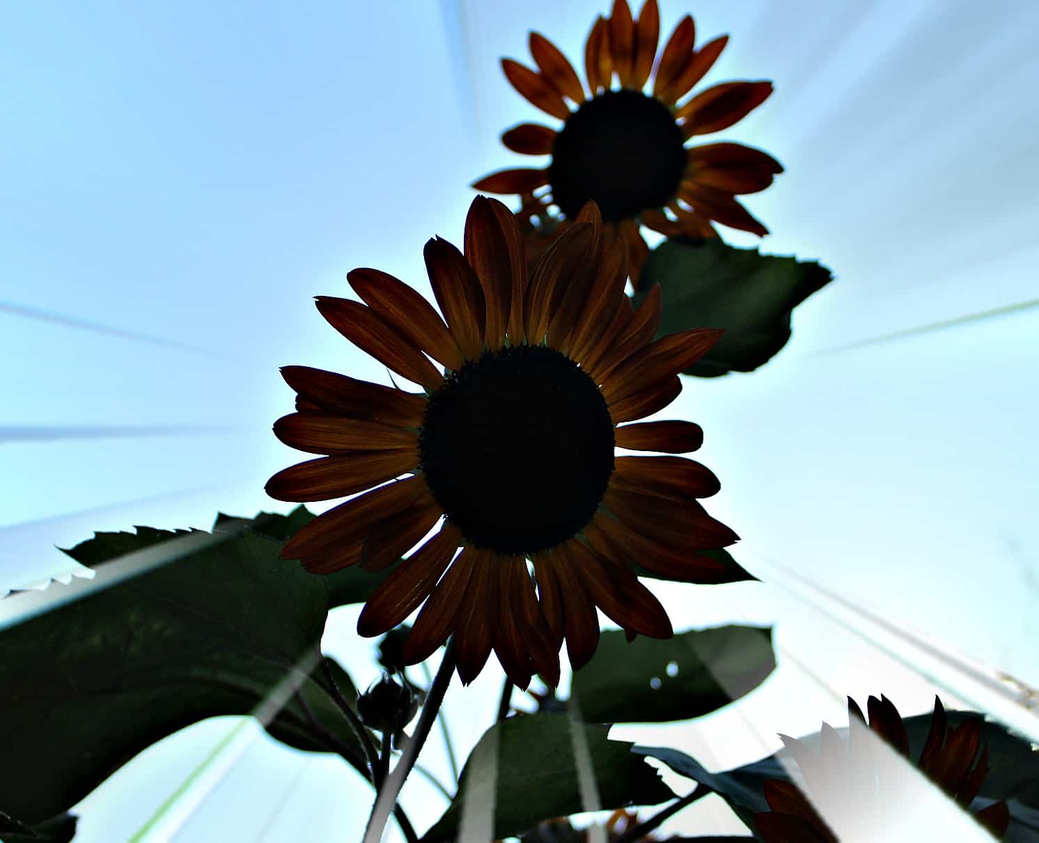 two sunflowers at dusk with sunrays behind them