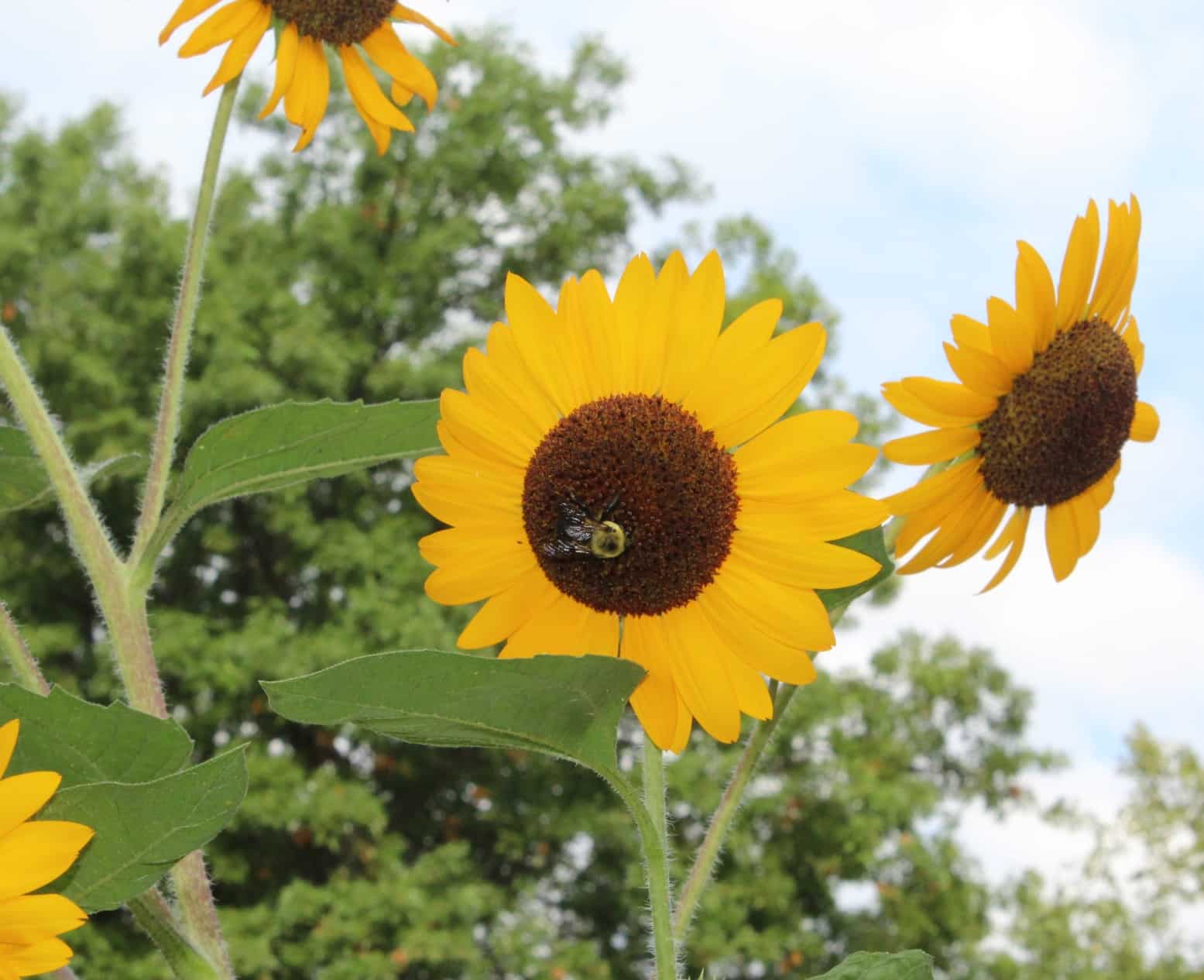 close up of a bee on a yellow sunflower