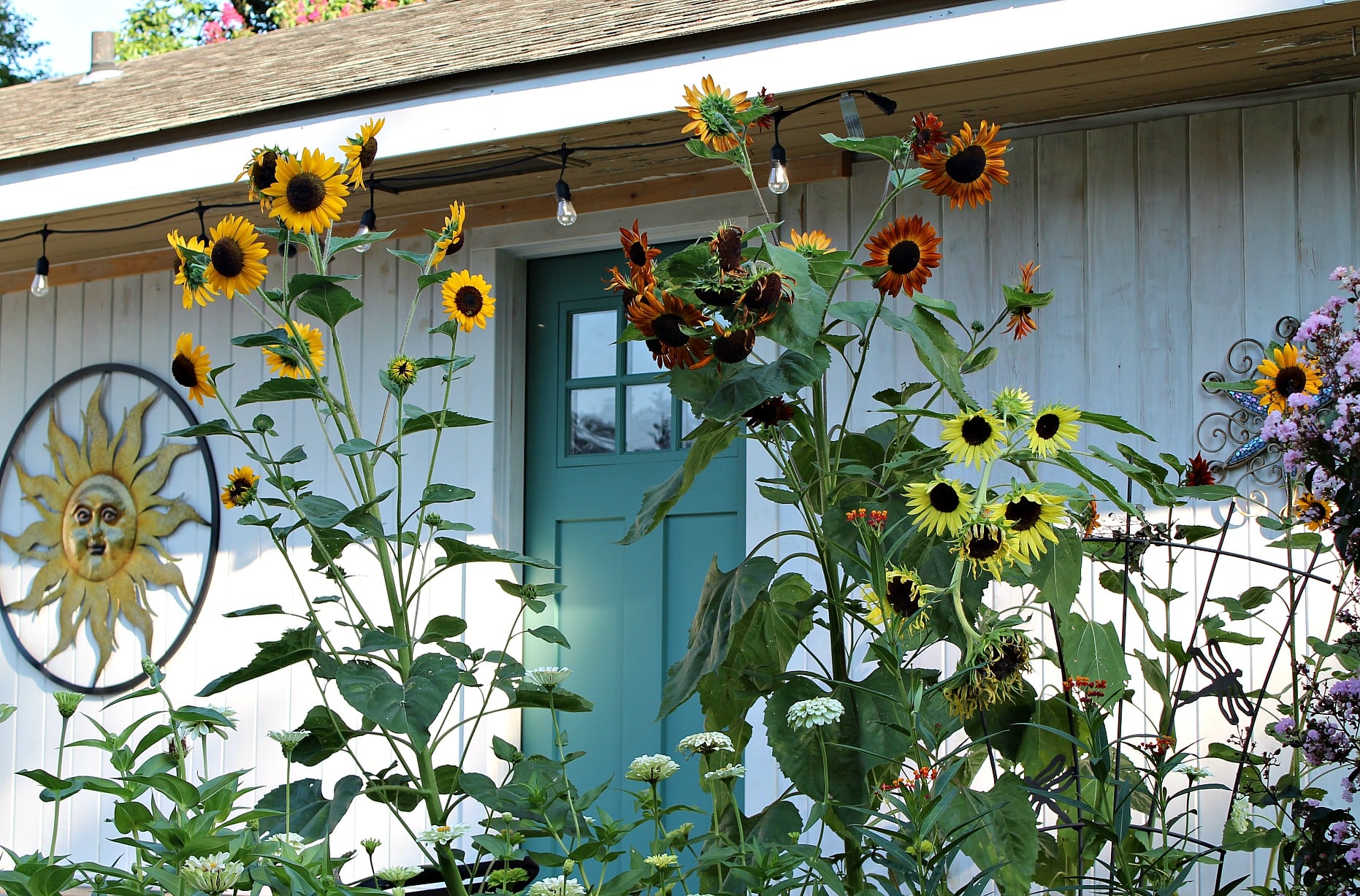 a variety of sunflowers outside in the backyard garden