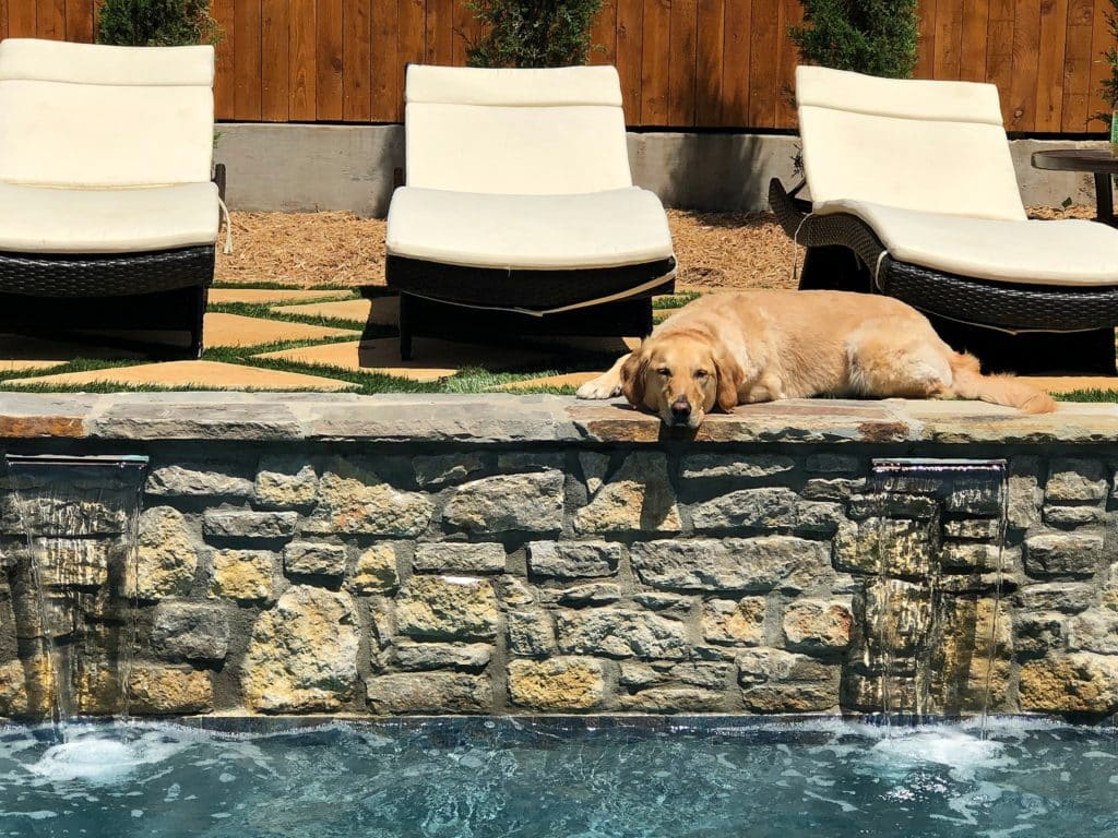 Enzo the dog relaxing on the pool lounge ledge