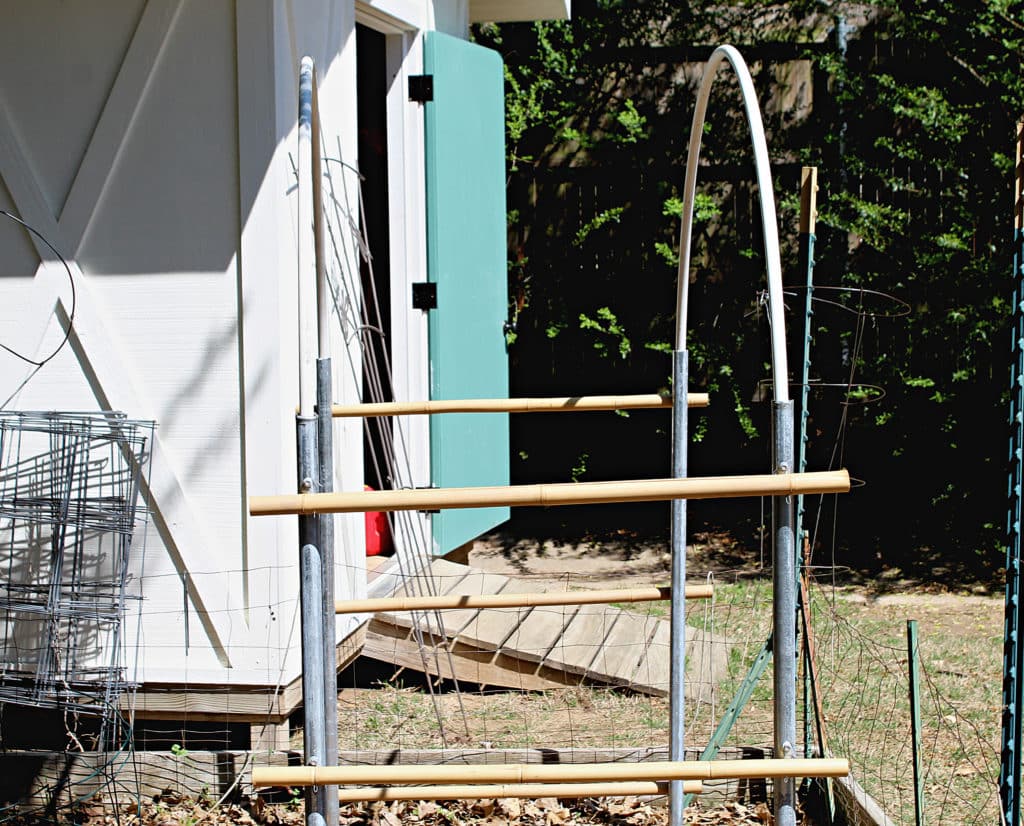 vertical trellis being built with bamboo poles being tied on metal poles with shed in back.