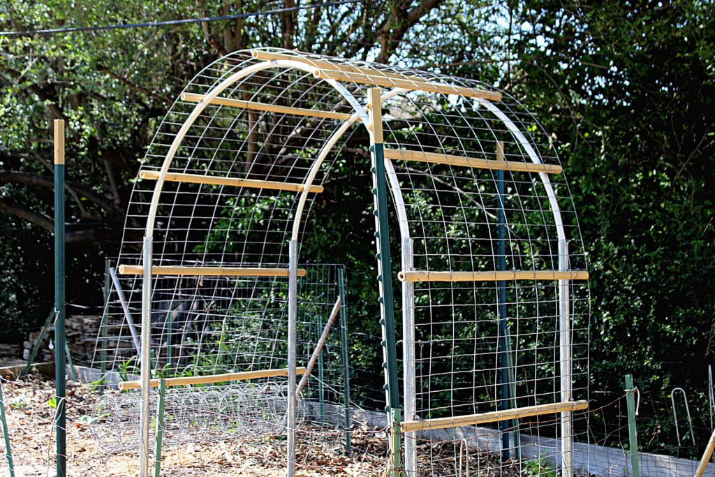 Almost completed garden vine trellis with wire mesh being draped over structure.