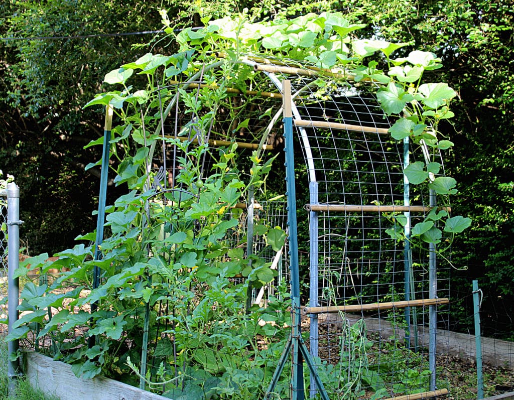 Cantaloupe vine on DIY bamboo vertical arched wire trellis.