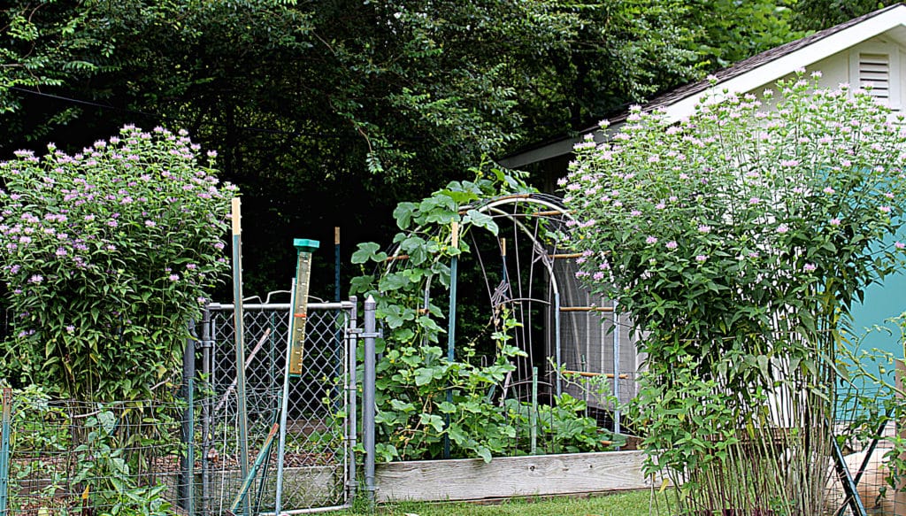 Cantaloupe vine on trellis among the Bee Balm plants.