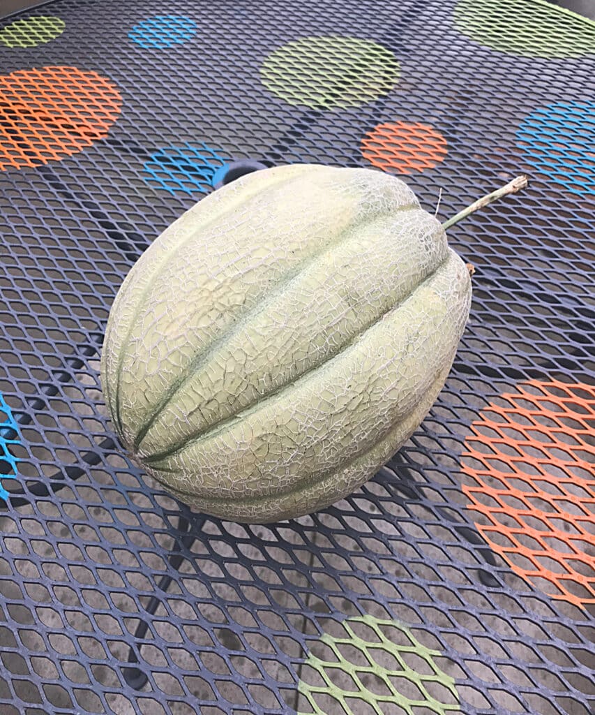 Ripe 14# cantaloupe that was grown on redone wrought iron table.