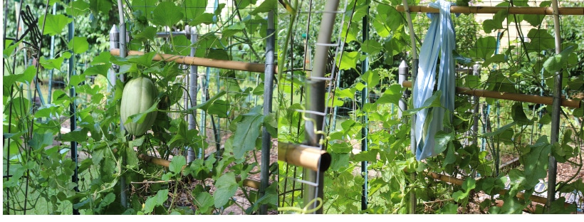 Cantaloupe vine with large fruit hanging from trellis and with a sling to keep it from dropping.