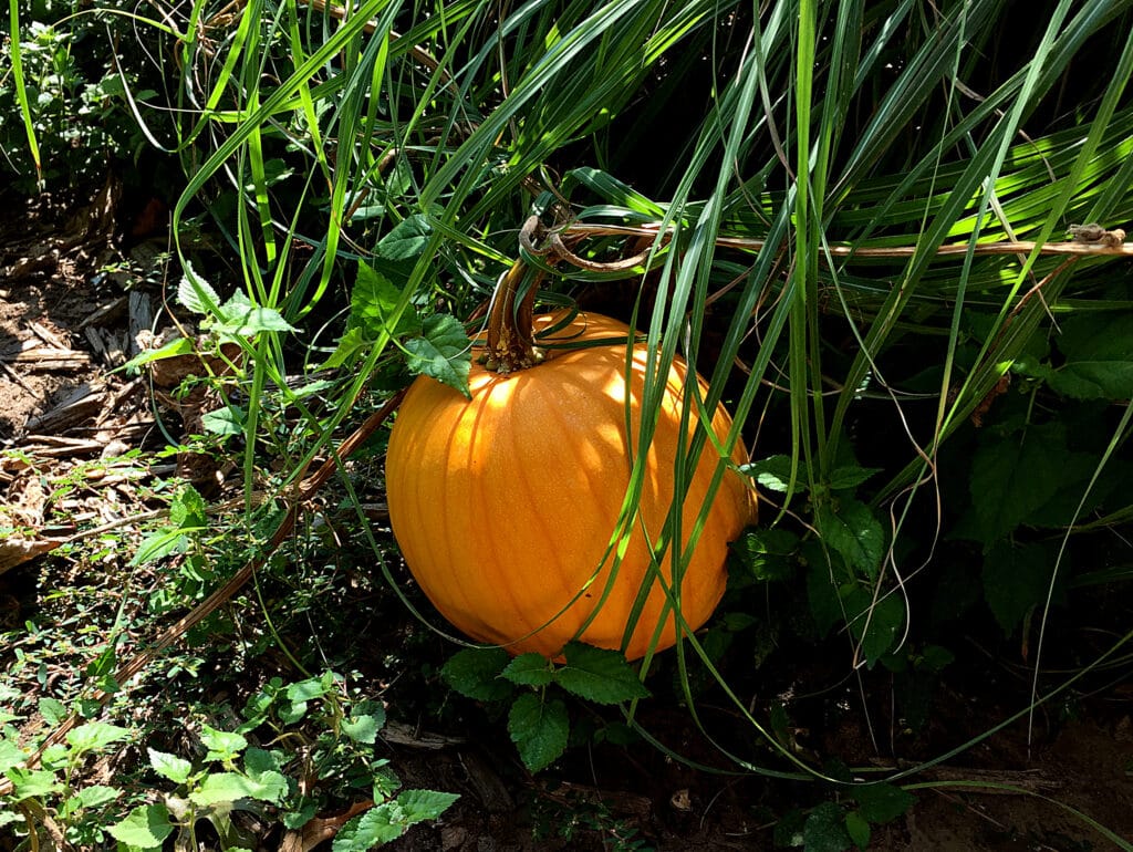 surprise pumpkin from composting last years pumpkin in front yard