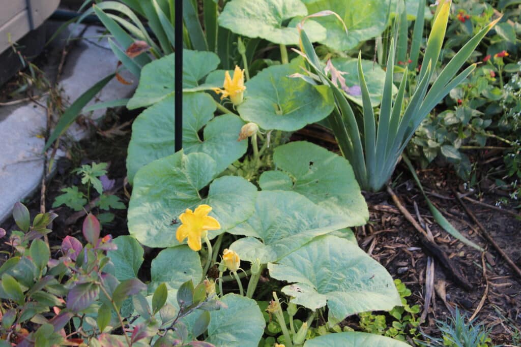 pumpkin vine in the backyard flower garden