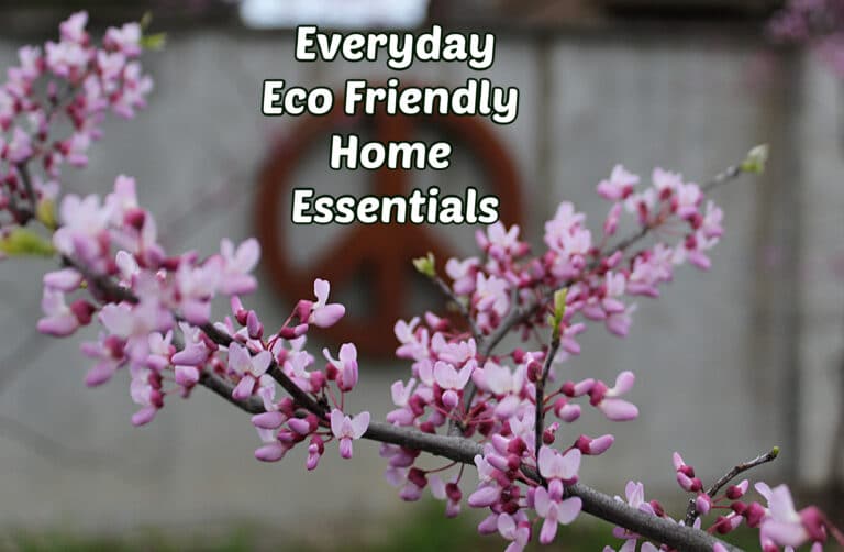 Eco Friendly Everyday Home Essentials