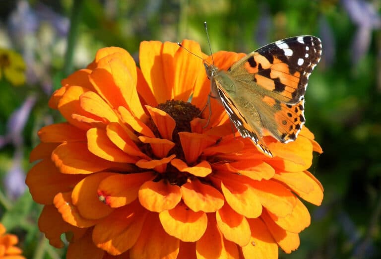 Backyard Butterfly Garden