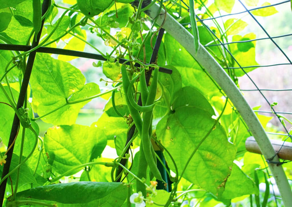 garden fresh green beans grown on a vertical arched diy trellis.