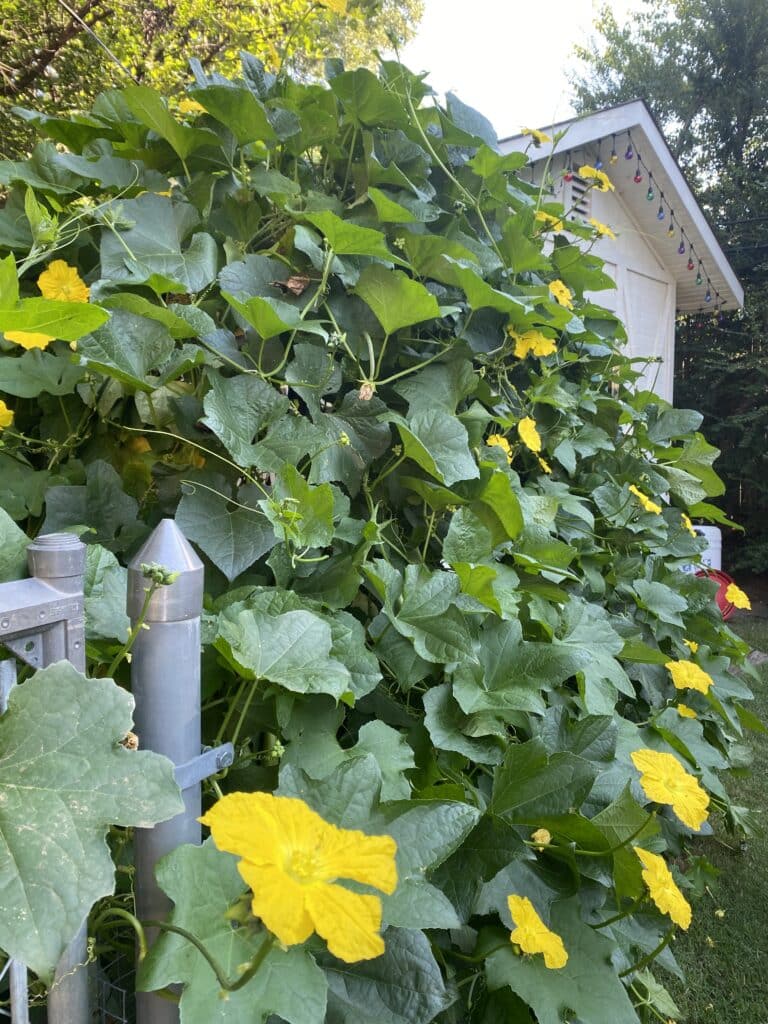 Loofa plant on DIY garden trellis.