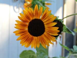 Indian blanket sunflower against the white house.